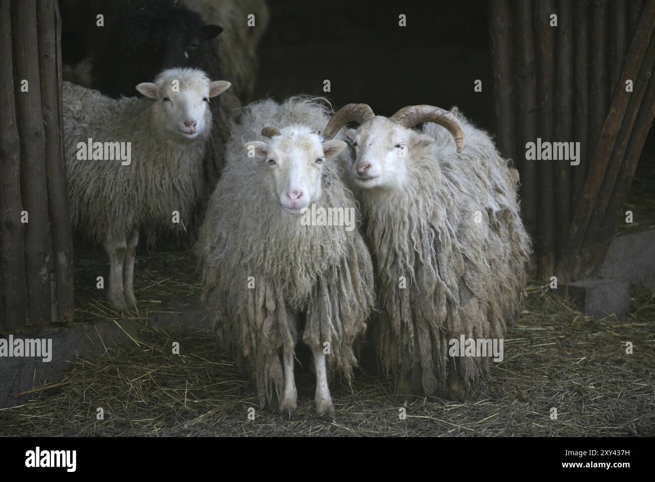 Skudden, cette race de moutons est sur la liste rouge des animaux de ferme menacés d’extinction ! Banque D'Images