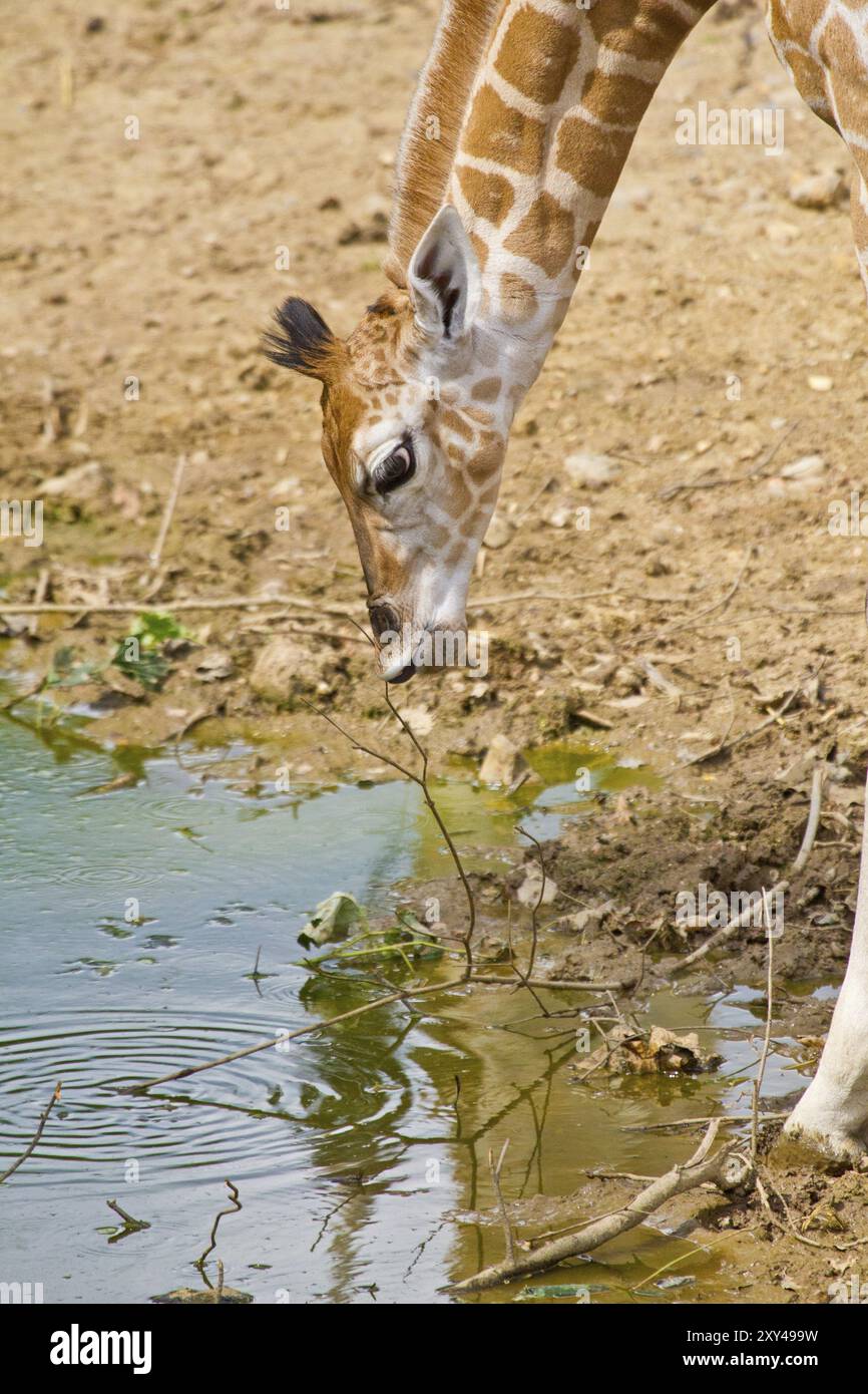 Jeune girafe ougandaise ou girafe de rothschild (Giraffa camelopardalis rothschildi) au point d'eau Banque D'Images