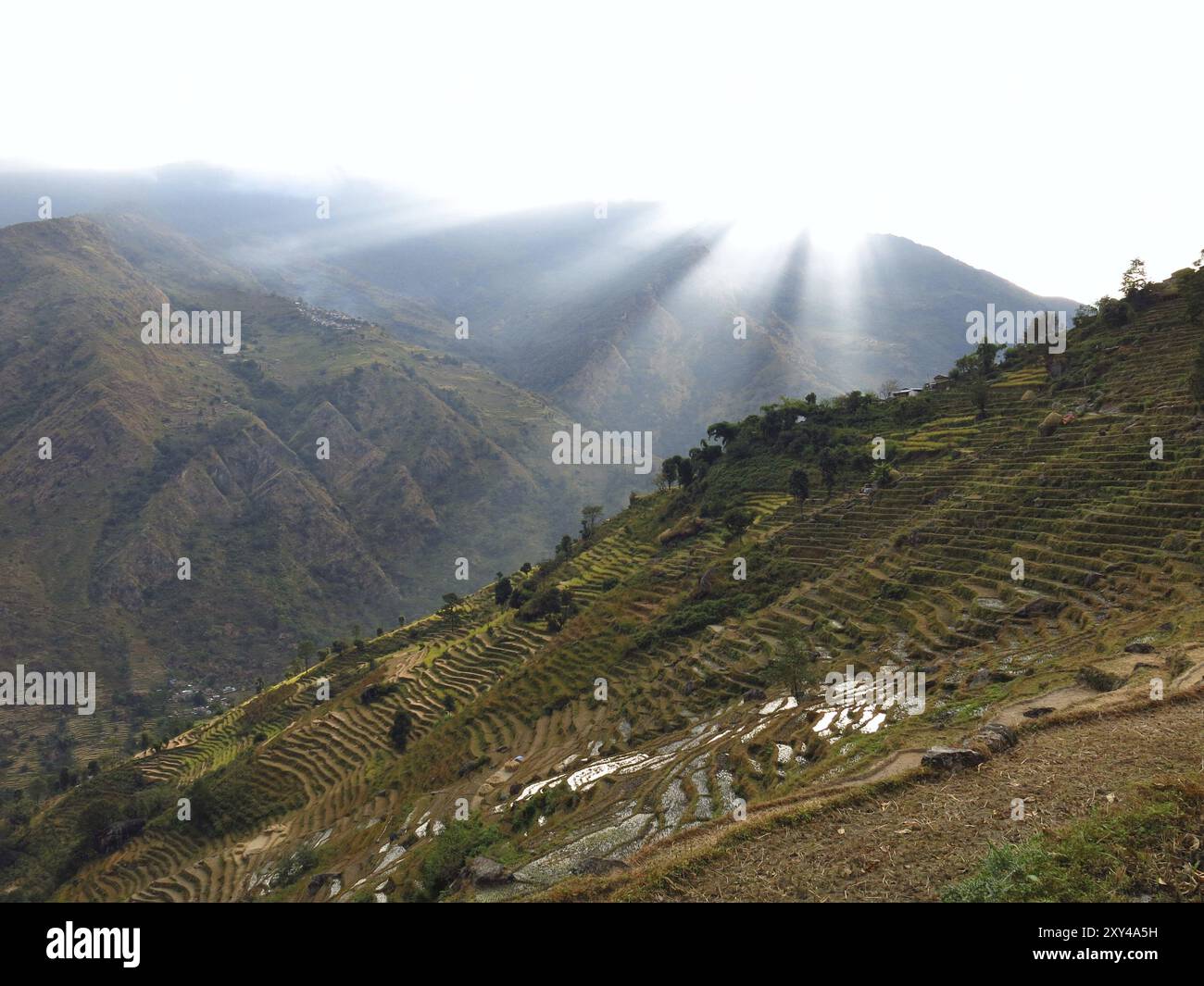 Rayons de soleil sur des rizières en terrasses abruptes dans la zone de conservation de l'Annapurna, Népal, Asie Banque D'Images Rayons de soleil sur des rizières en terrasses abruptes dans la zone de conservation de l'Annapurna, Népal, Asie Banque D'Images