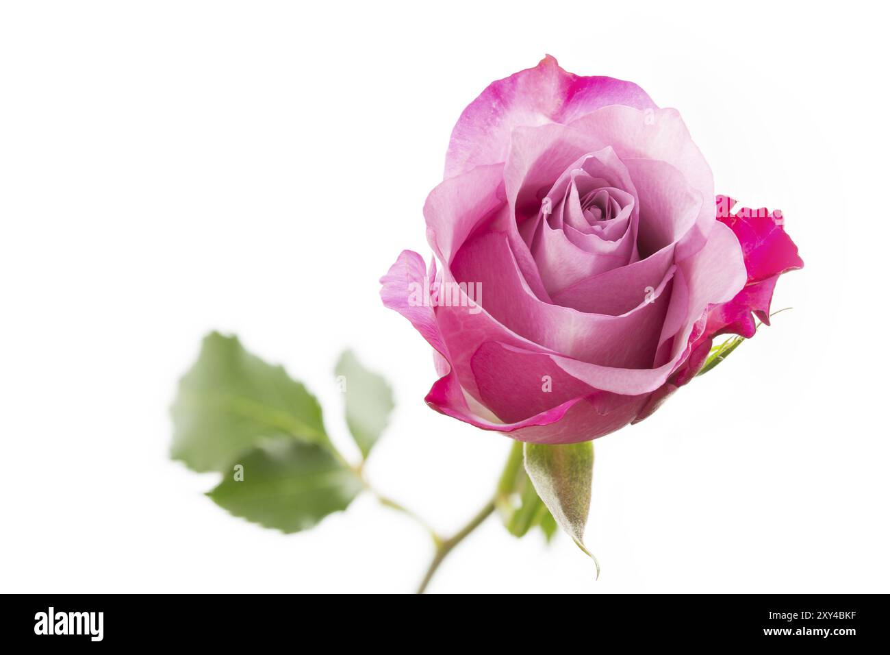 Rose simple sur fond blanc Banque D'Images
