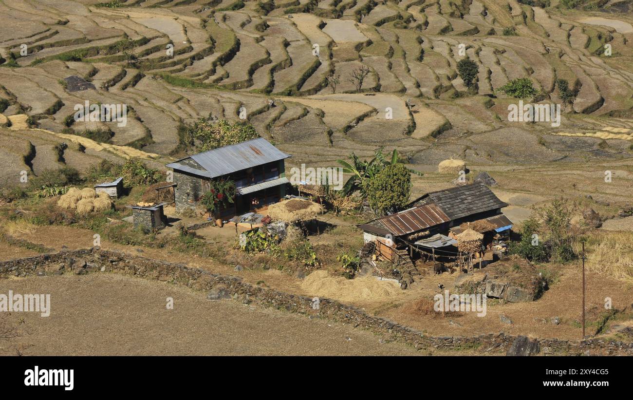 Ferme et rizières en terrasses dans la zone de conservation de l'Annapurna, Népal, Asie Banque D'Images Ferme et rizières en terrasses dans la zone de conservation de l'Annapurna, Népal, Asie Banque D'Images