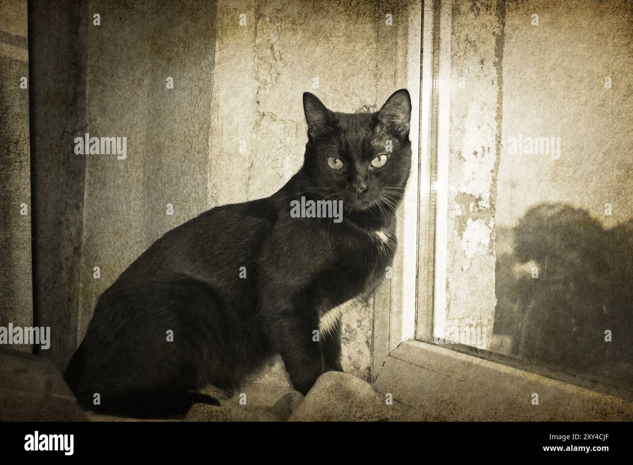 Chat noir 1 Banque D'Images
