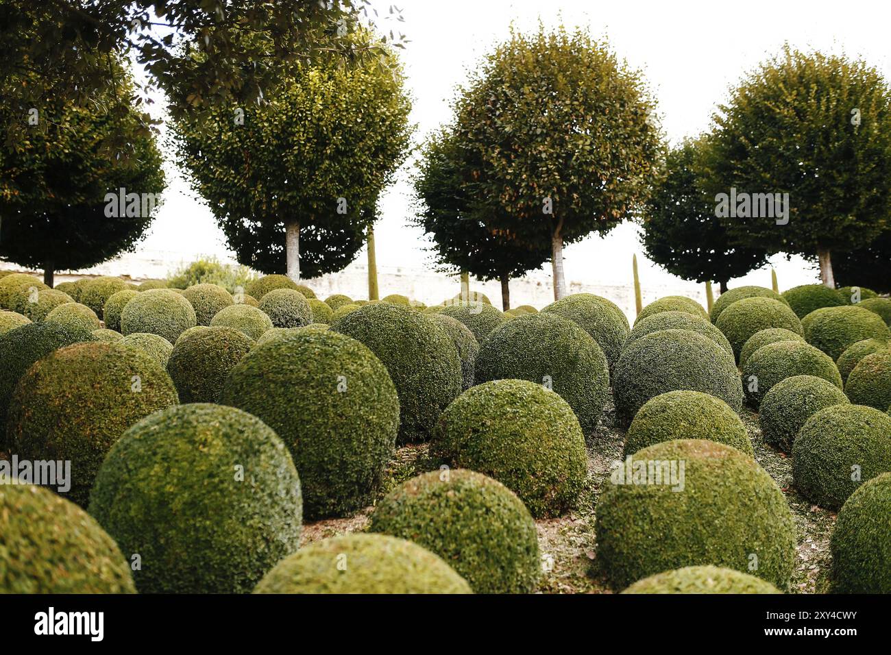 Jardin paysager avec boules de buis proche en France. Sphères vertes. Banque D'Images