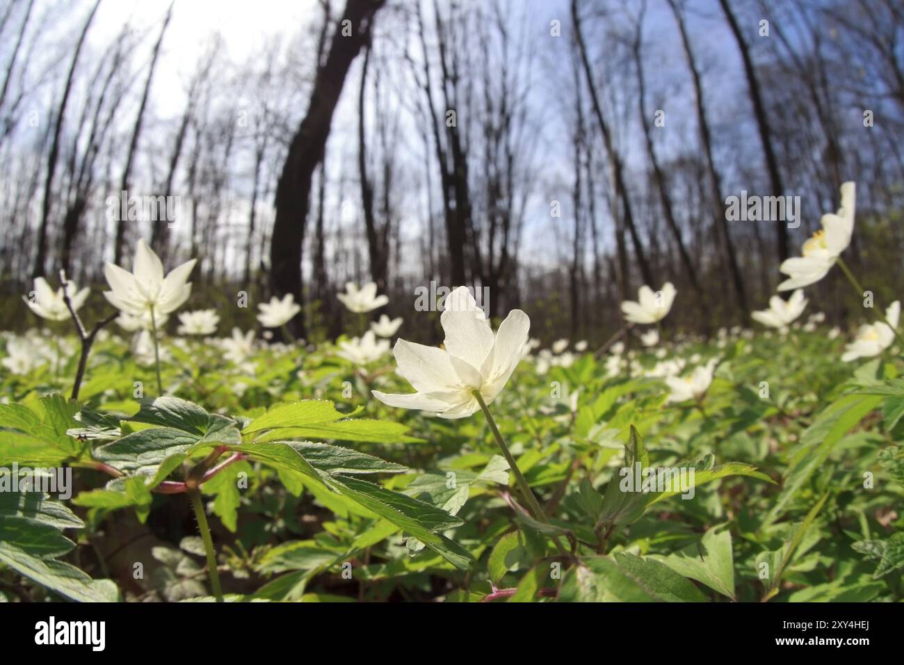 Anémone fleurs sauvages dans la forêt de printemps Banque D'Images