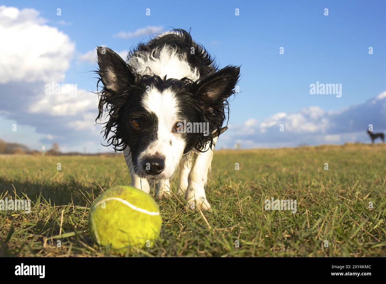 Chien avec balle de tennis Banque D'Images