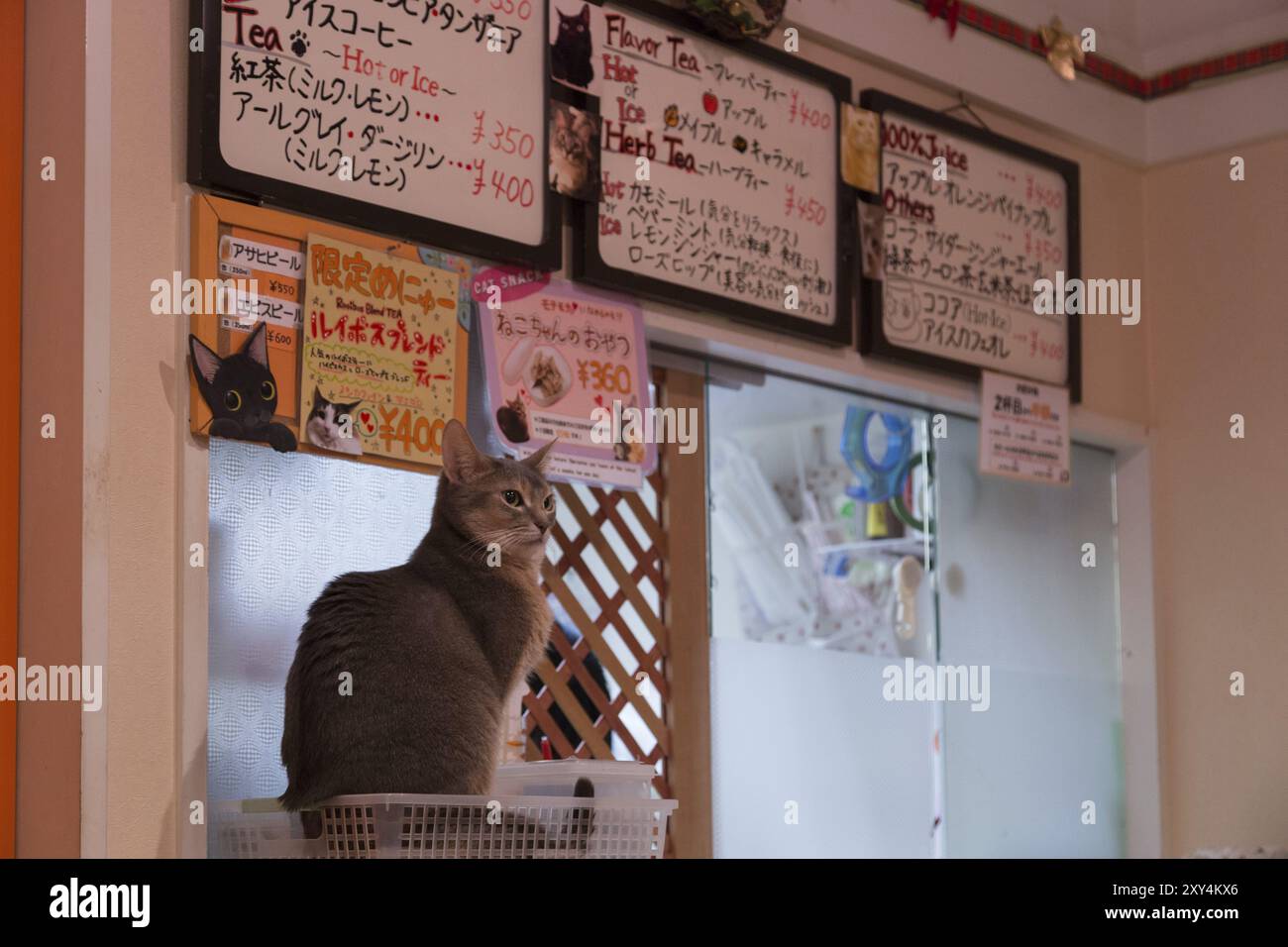 Tokyo, Japon, 19 décembre 2014 : chats assis à un comptoir dans un café japonais pour chats, en Asie Banque D'Images