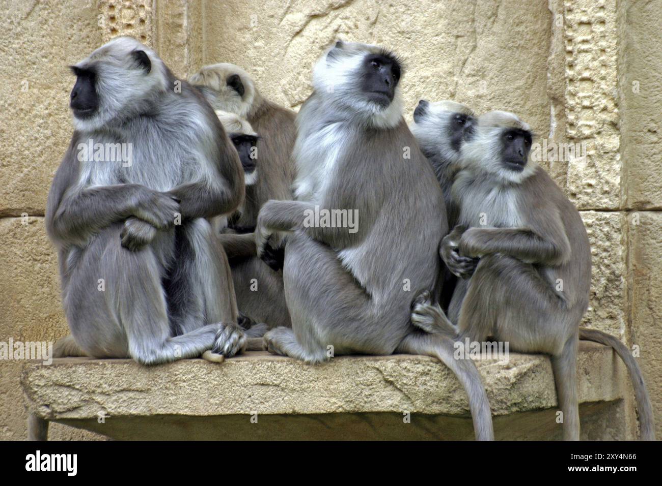 Monkey gang Banque D'Images