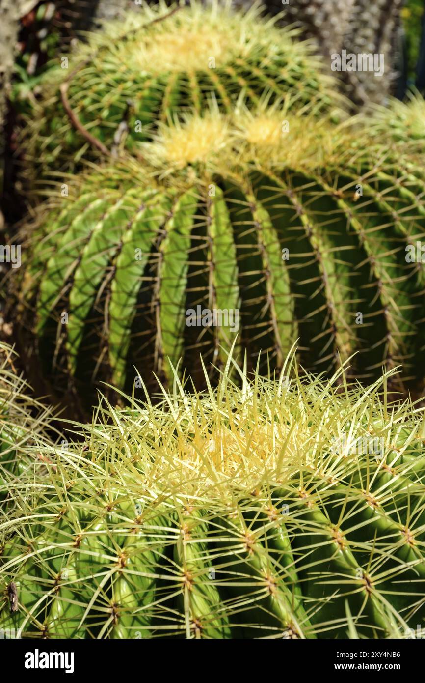 Détail de cactus avec ses épines, couleurs et textures Banque D'Images