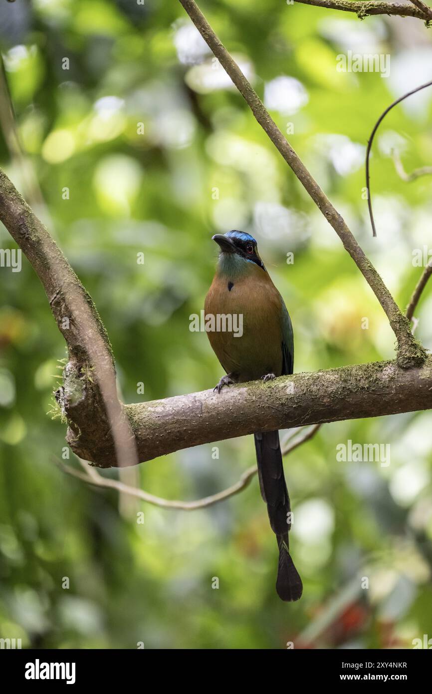 Motmotte à couronne bleue (Momotus lessonii), oiseau coloré assis sur une branche, forêt tropicale humide, parc national du Corcovado, Osa, province de Puntarena, cos Banque D'Images