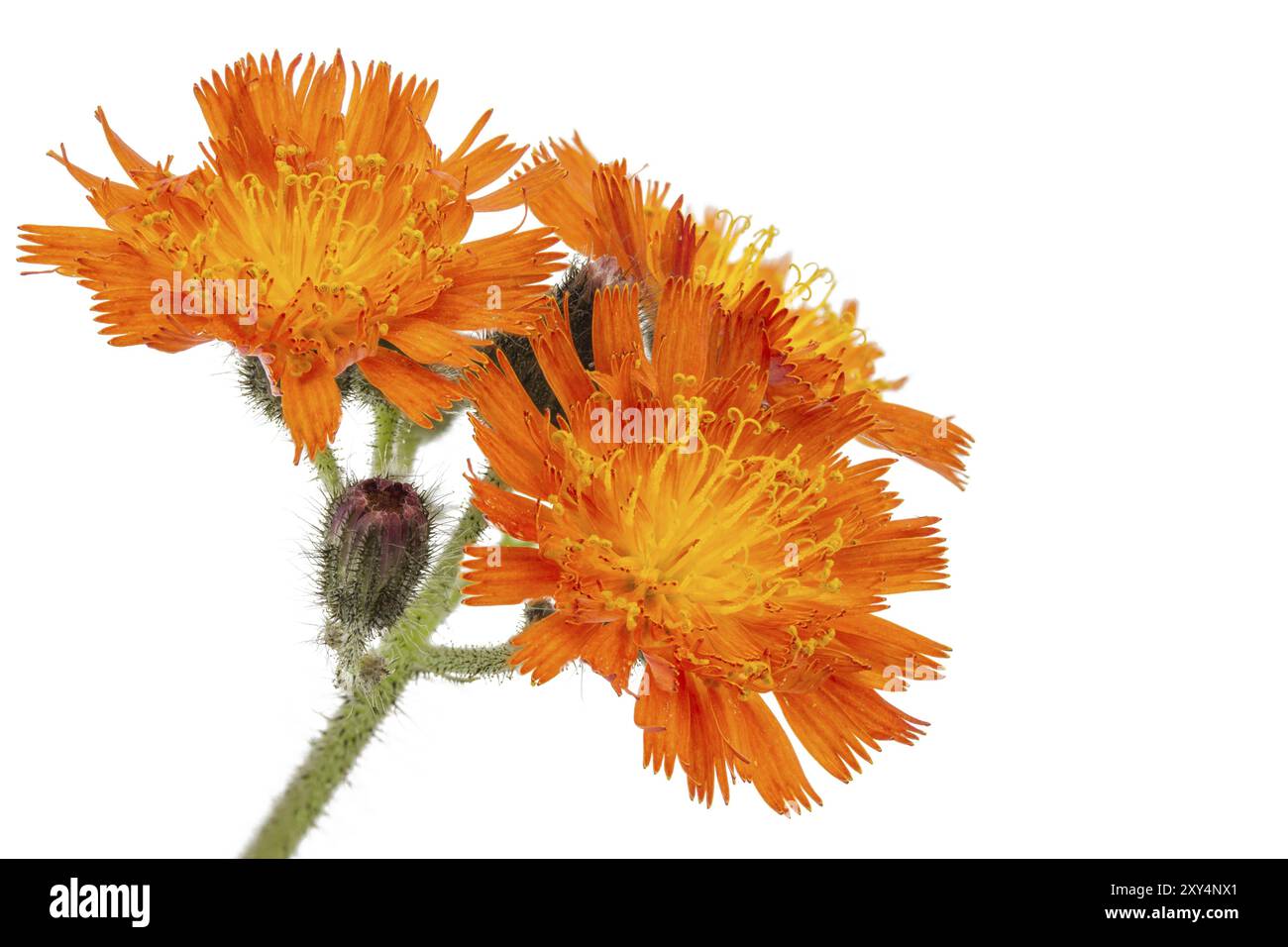 Fox-et-d'oursons (Hieracium aurantiacum) Banque D'Images