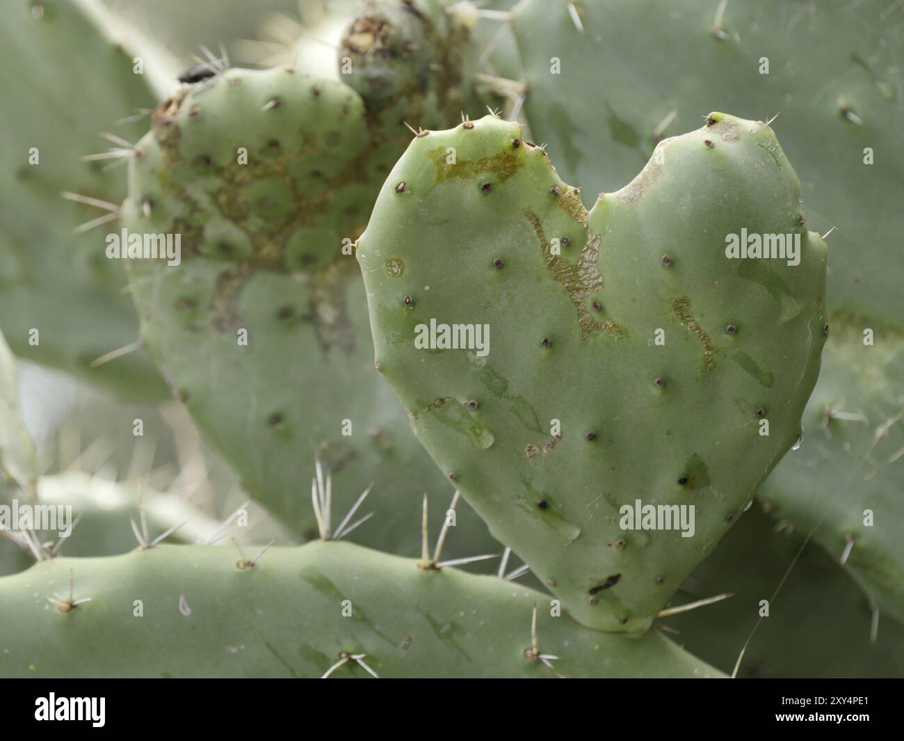 Opuntia ficus-indica est une espèce végétale du genre nopales (Opuntia) de la famille des cactus (Cactaceae). L'épithète ficus-indica signifie Inde Banque D'Images