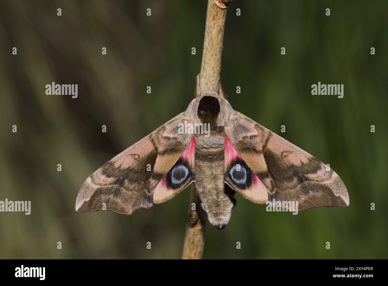 Evening Peacock-eye, Smerinthus ocellata, oeil faucon-teth Banque D'Images