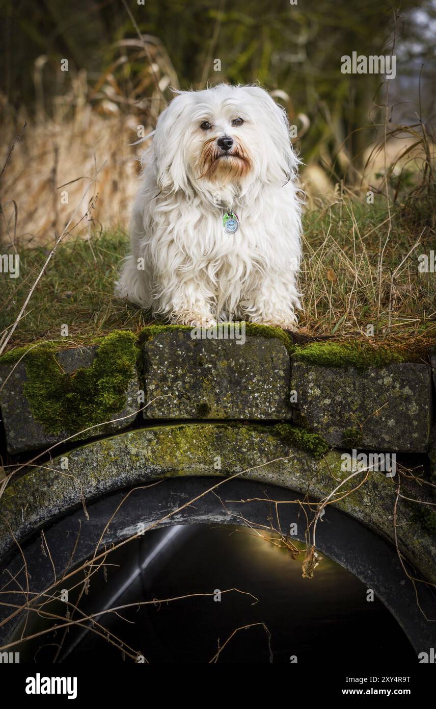 OH mon Dieu, le pauvre chien doit rester immobile. Mika a Havanese est assis sur un mini pont Banque D'Images