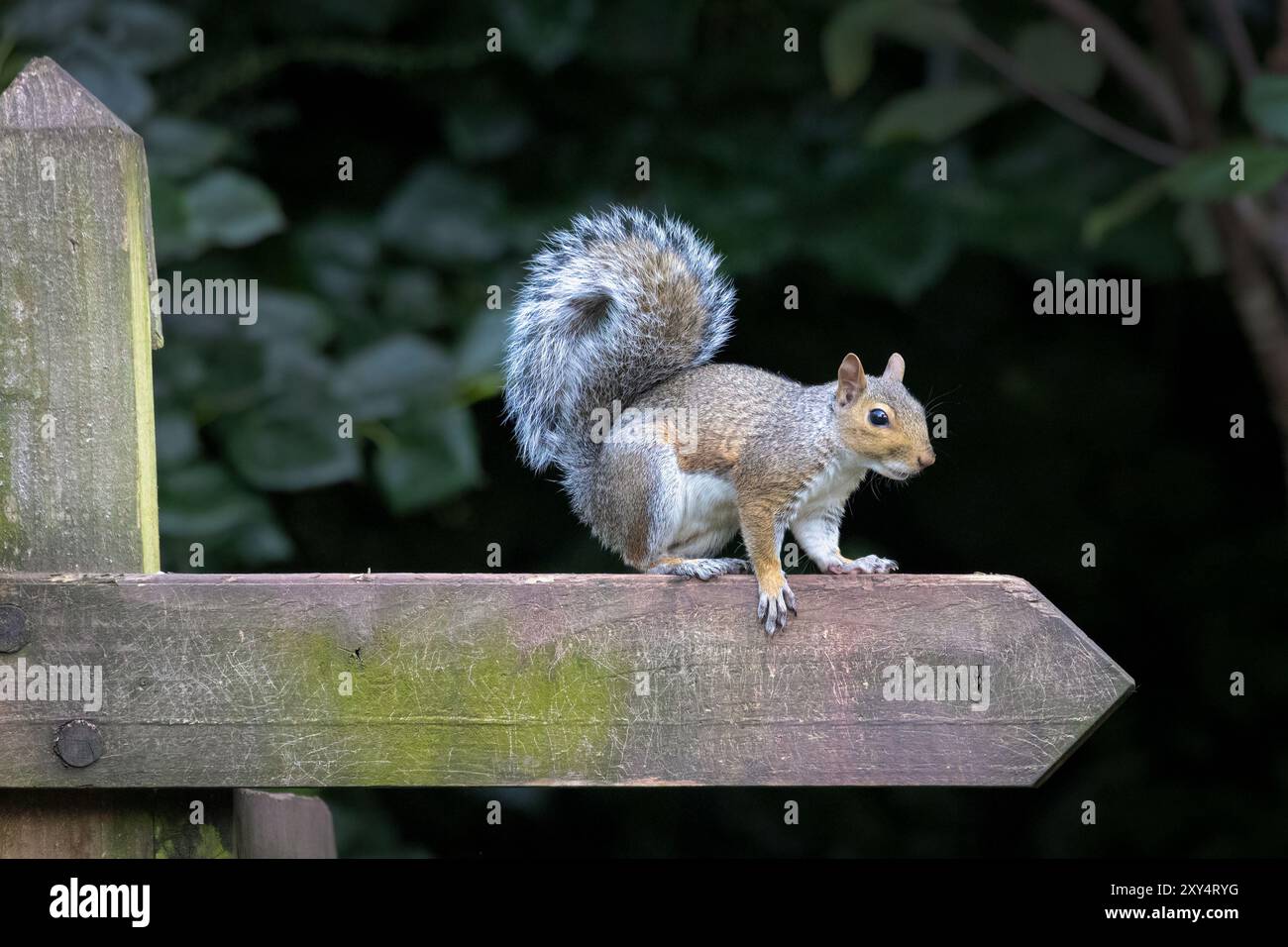 Un écureuil gris se tient debout sur un pointeur de direction sur un poteau en bois, pris sur un arrière-plan flou naturel Banque D'Images