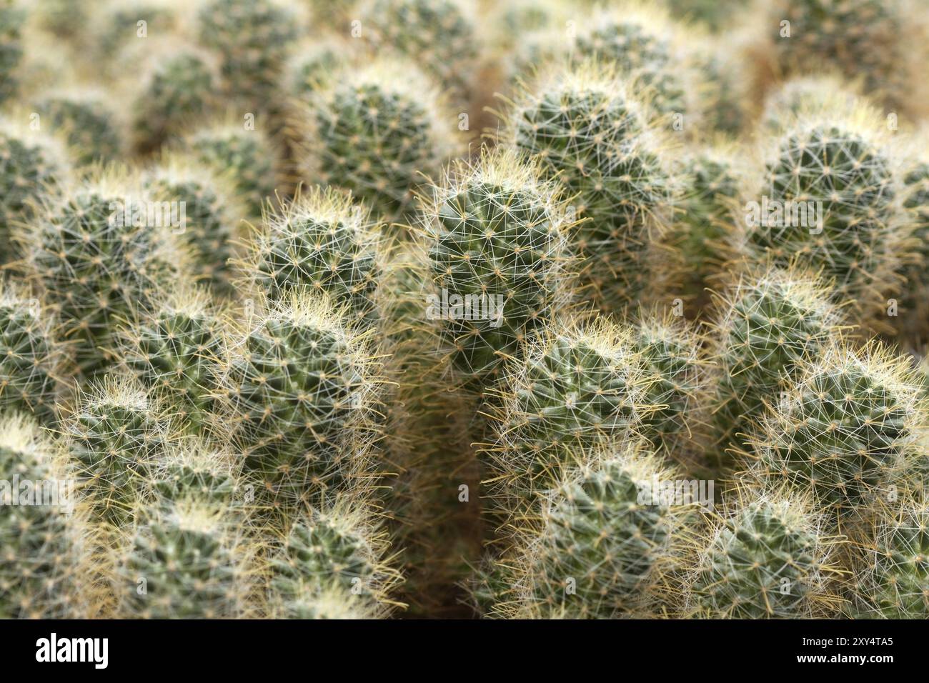 Fond vert de plante de cactus d'épine de désert de nature Banque D'Images