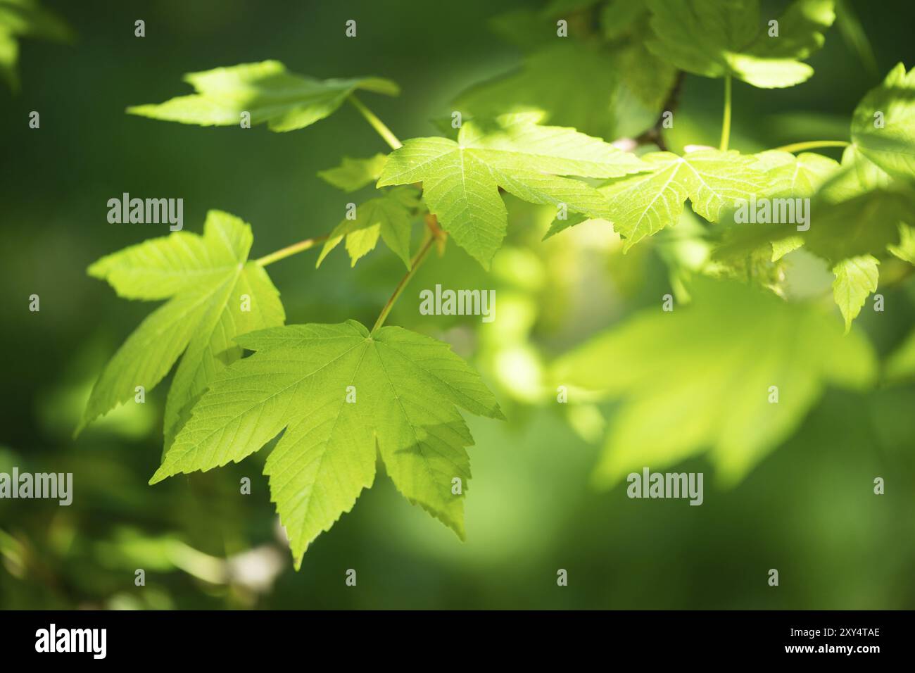 Feuilles de sycomore très fraîches baignées par le soleil printanier Banque D'Images