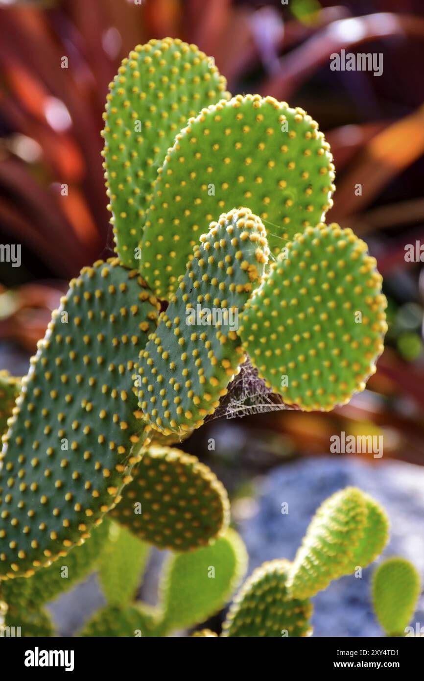 Détail de cactus avec ses épines, couleurs et textures Banque D'Images
