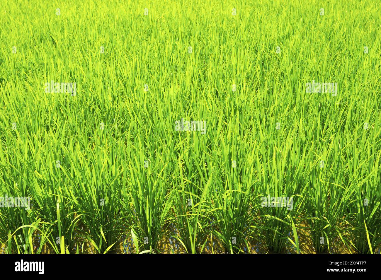 Les lames vertes des tiges des plants de riz en contre-jour dans l'arrière-plan de boue Banque D'Images