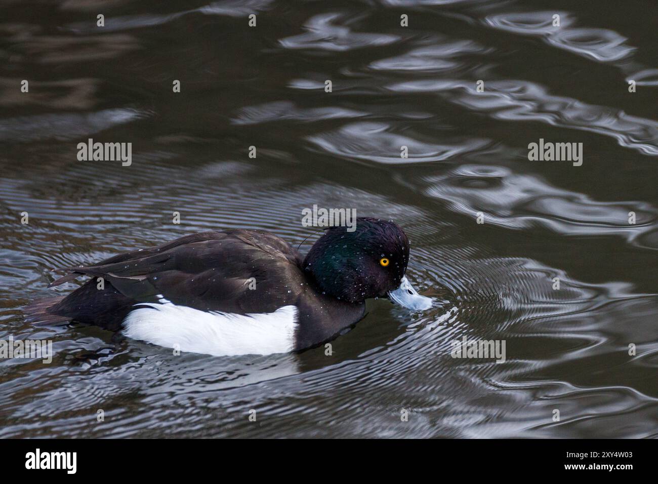 Canard touffeté mâle (Aythya fuligula) sur un lac dans un parc de Kanagawa, au Japon Banque D'Images
