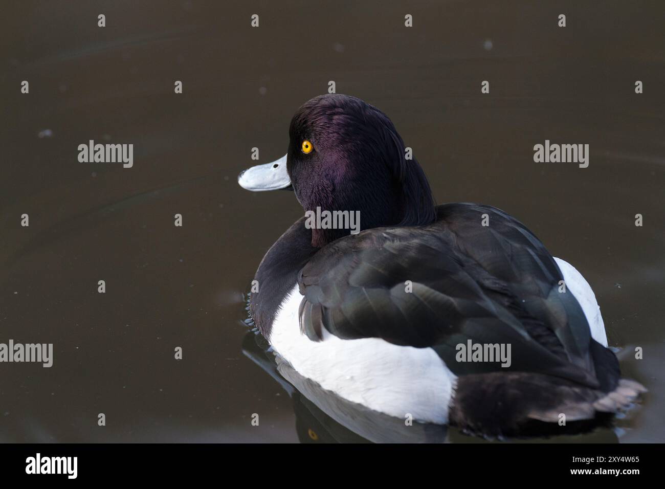 Canard touffeté mâle (Aythya fuligula) sur un lac dans un parc de Kanagawa, au Japon Banque D'Images