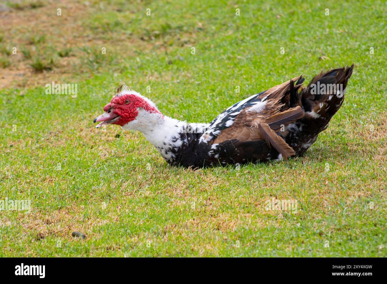 canard au visage rouge et plumes mouchetées Banque D'Images