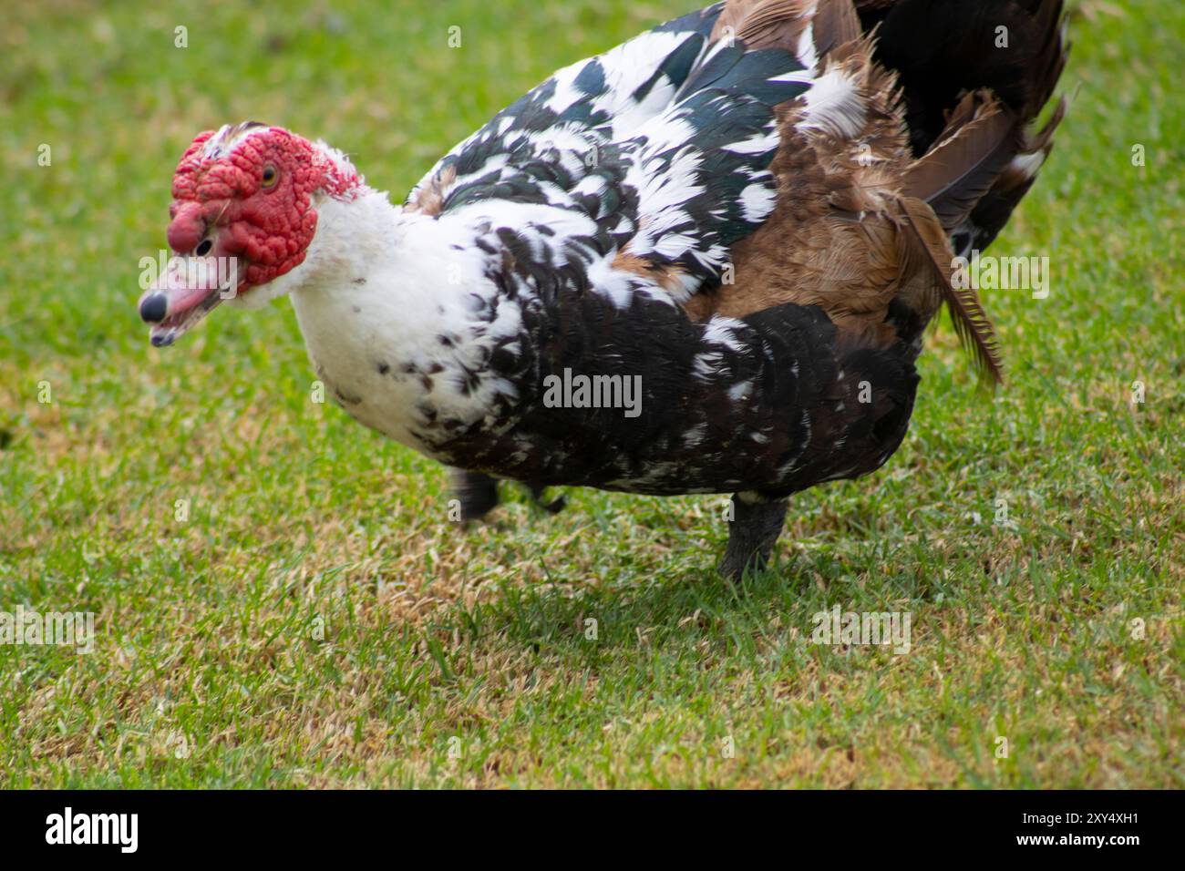 canard au visage rouge et plumes mouchetées Banque D'Images