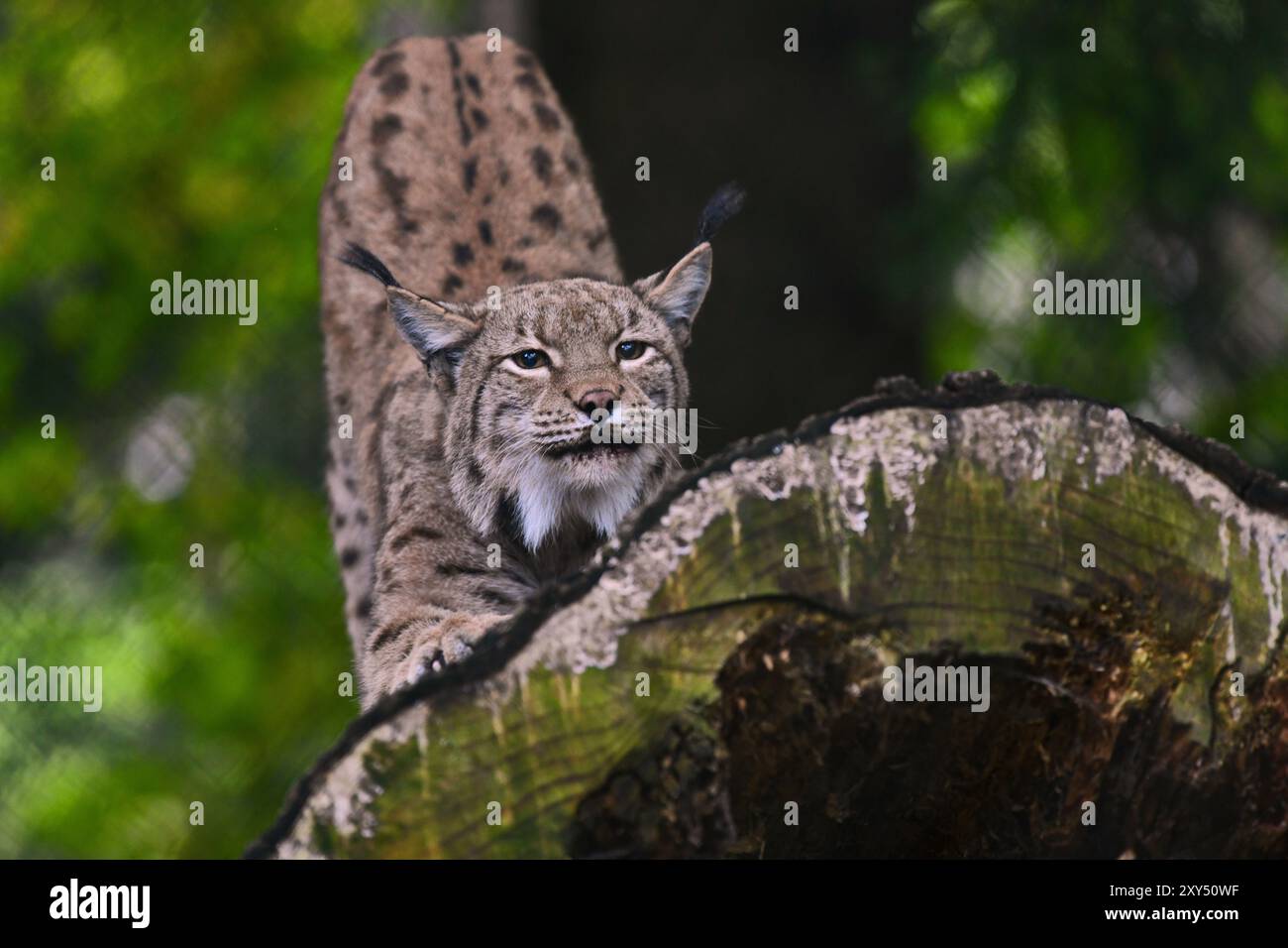 Lynx eurasien (Lynx lynx), lynx eurasien, également lynx du nord, debout sur un tronc d'arbre et étirant, Forêt de Bavière, Bavière, Allemagne, Europe Banque D'Images