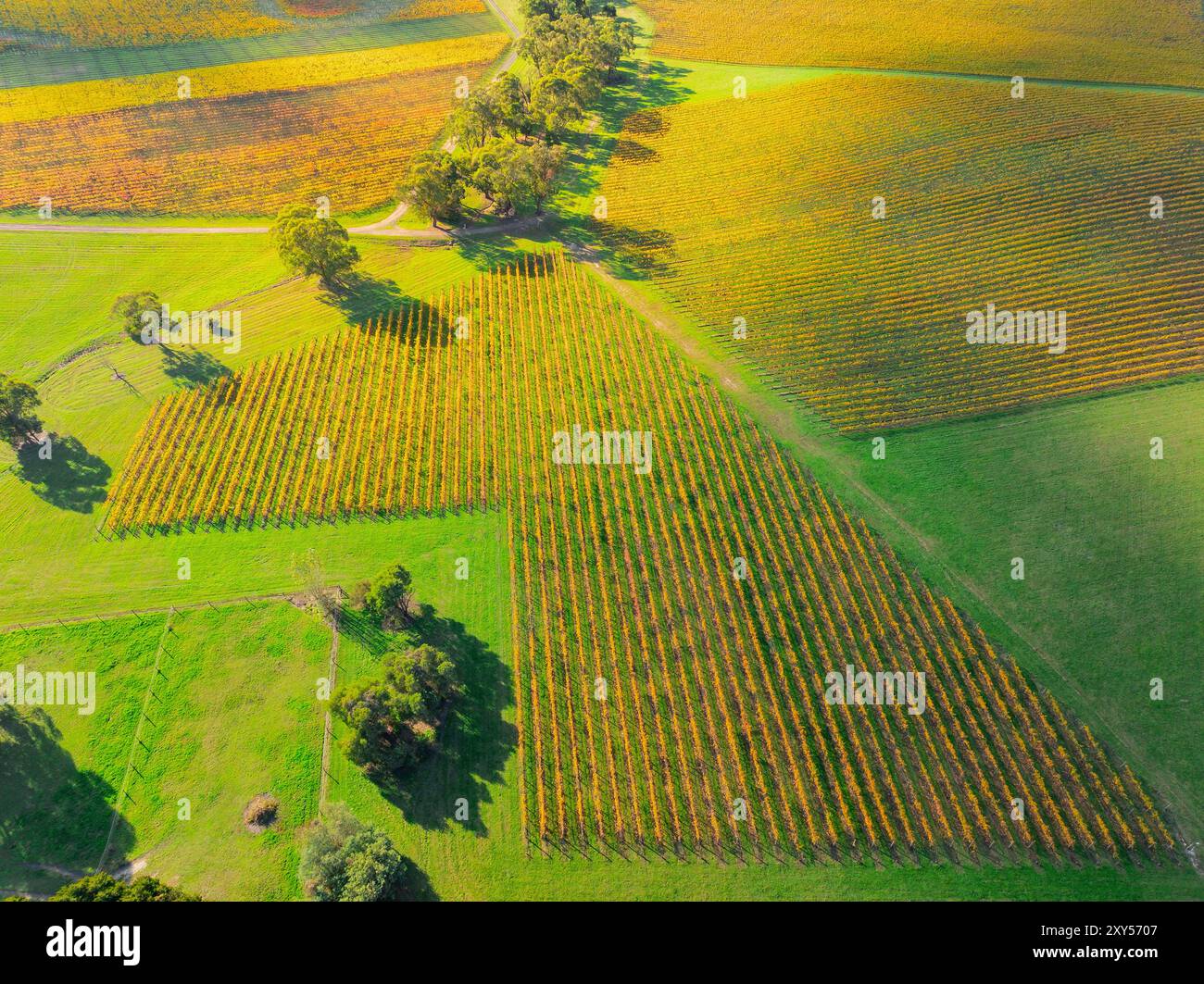 Vue aérienne des vignobles sur la couleur dorée de l'automne à Séville dans la Yarra Valley de Victoria, Australie. Banque D'Images