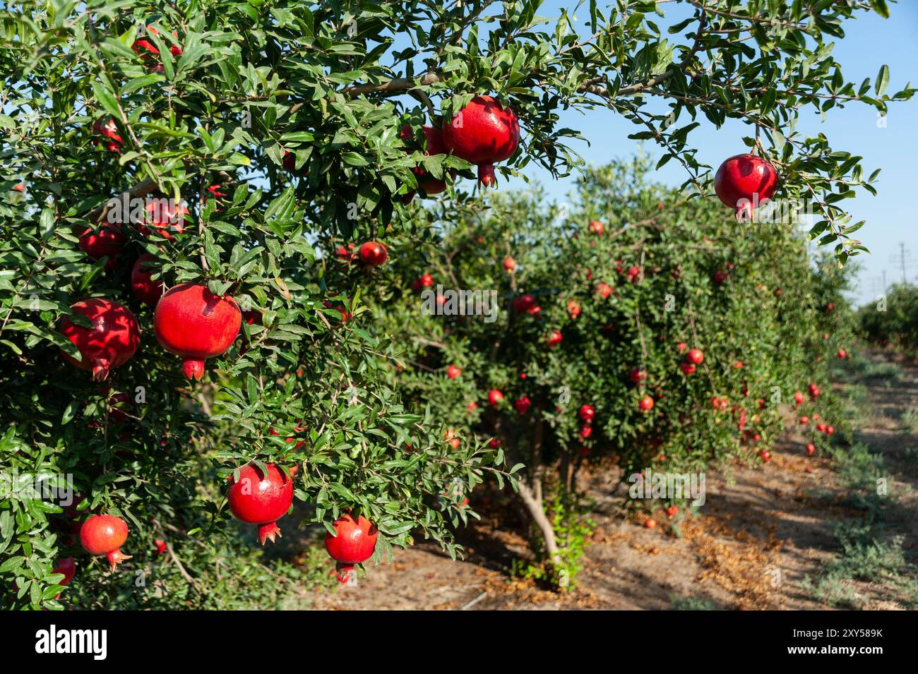 Un verger en Israël avec des fruits rouges, matures et mûrs de grenade suspendus à des branches pendant la saison de récolte. Banque D'Images