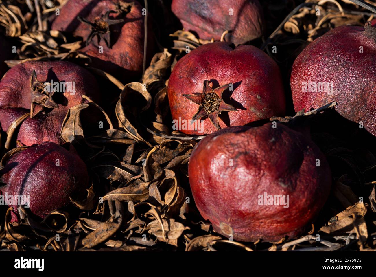 Les fruits de grenade rouges, mûrs et mûrs reposent sur le sol pendant la saison des récoltes dans un verger. Banque D'Images