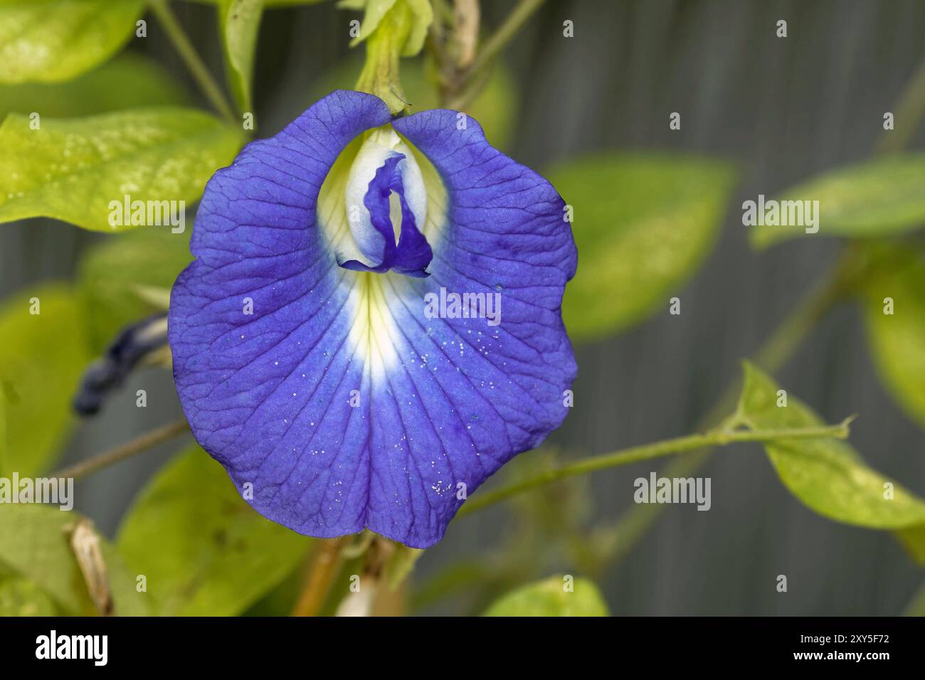 Clitoria ternatea Banque D'Images