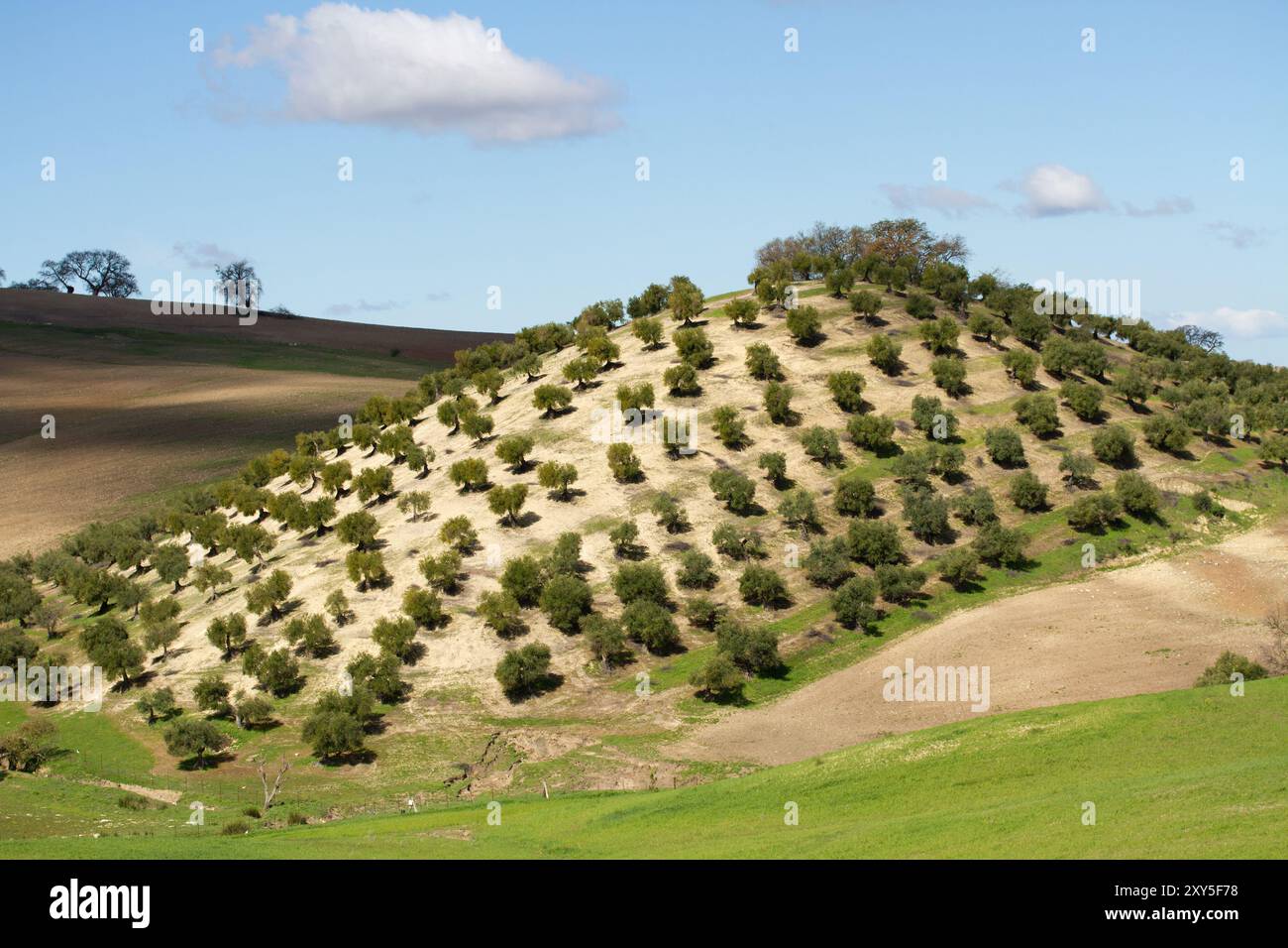 Dans la Sierra de Grazalema près du Prado del Rey, Espagne, Europe Banque D'Images
