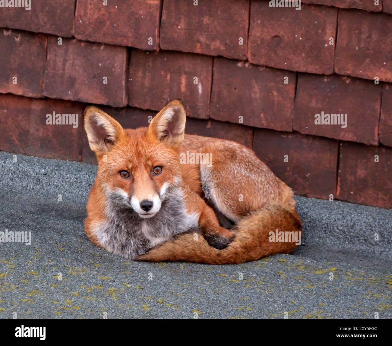 Renard rouge reposant sur un porche de maison. Hurst Park, West Molesey, Surrey, Angleterre. Banque D'Images