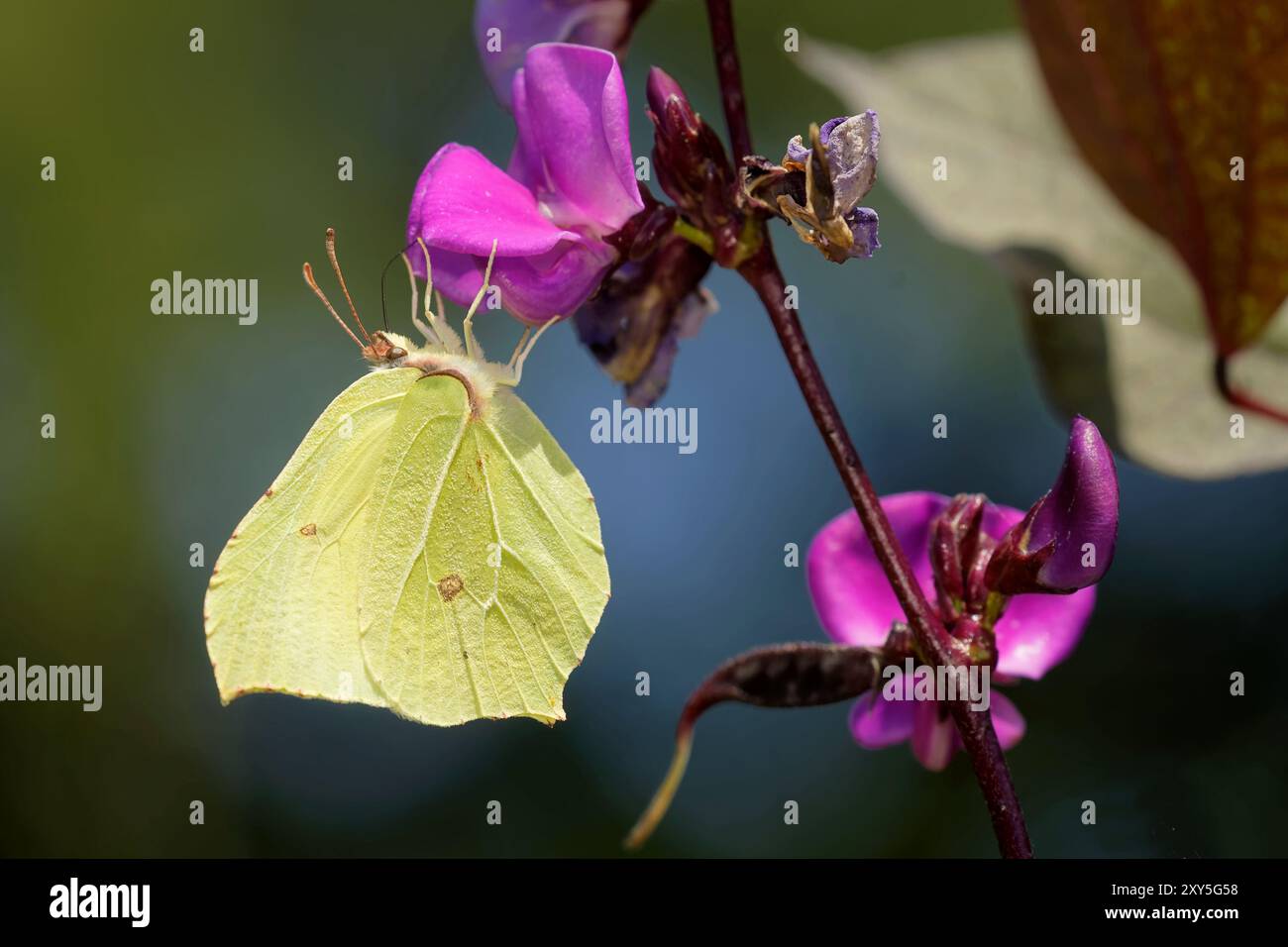 Papillon citron Banque D'Images