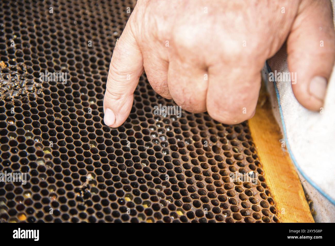 Les mains de l'apiculteur sur le fond d'un cadre avec des nids d'abeilles vides en gros plan Banque D'Images