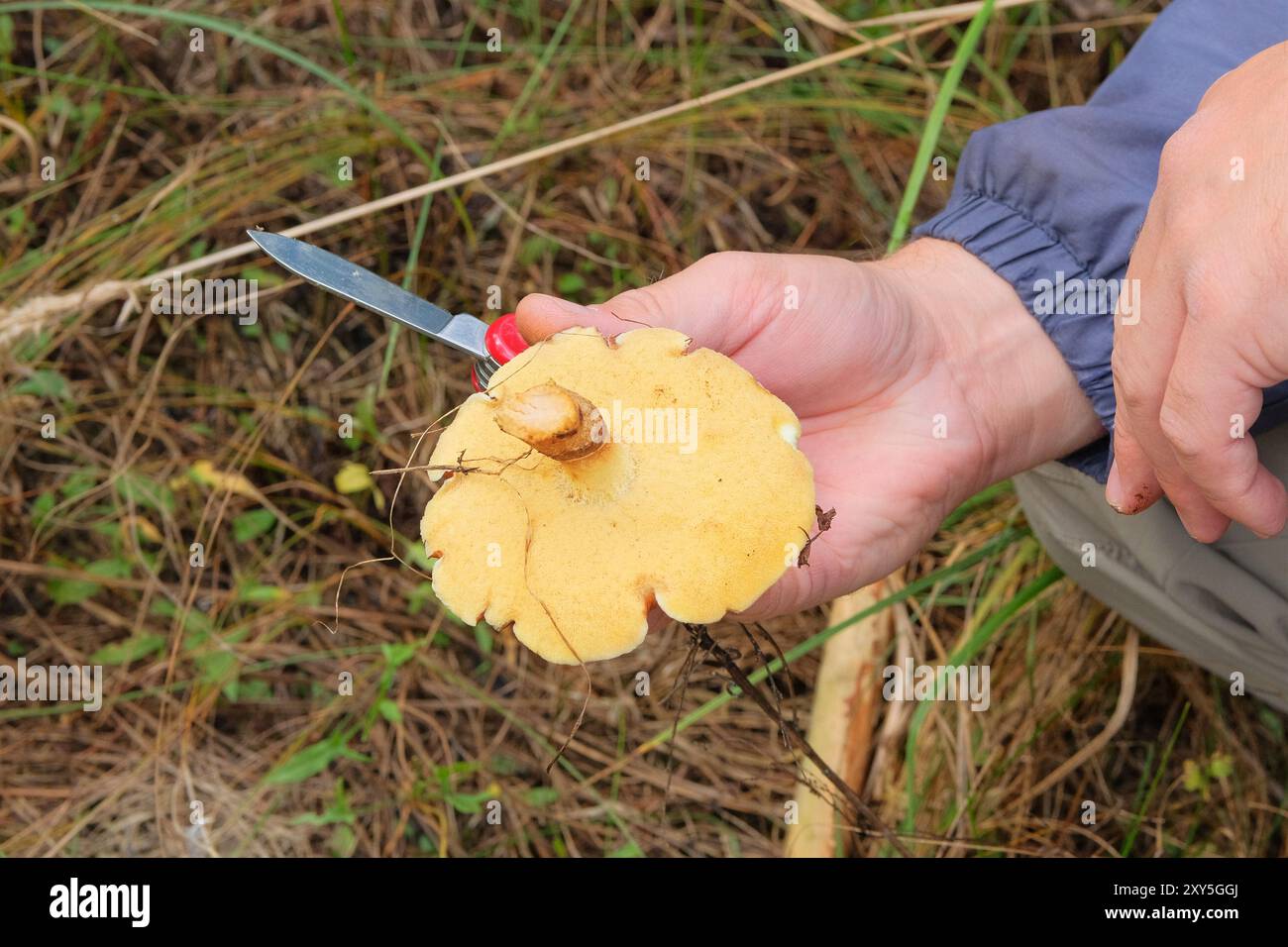 Champignons de la forêt avec une casquette brune dans la main.Cueillette de champignons dans la forêt d'automne.Vacances d'automne dans la nature. Banque D'Images