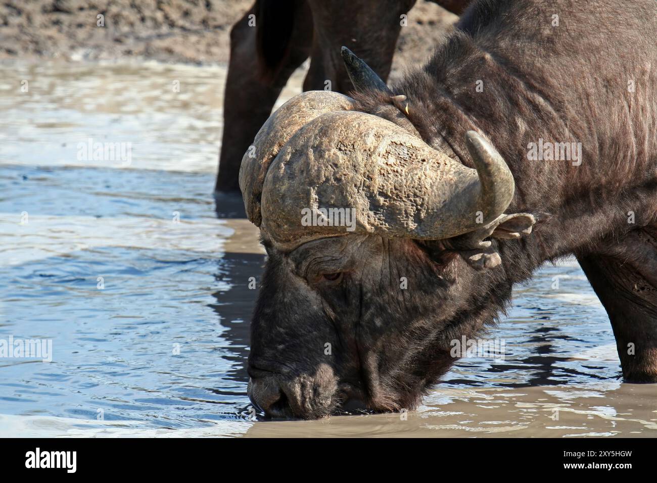 Kaffernbueffel, Suedafrika, Bueffel, Trinkend, Wasserloch Wildlife, biongulé, Afrique du Sud, Sabie Sand, Buffalo (Syncerus caffer), Bovidae ------ Banque D'Images