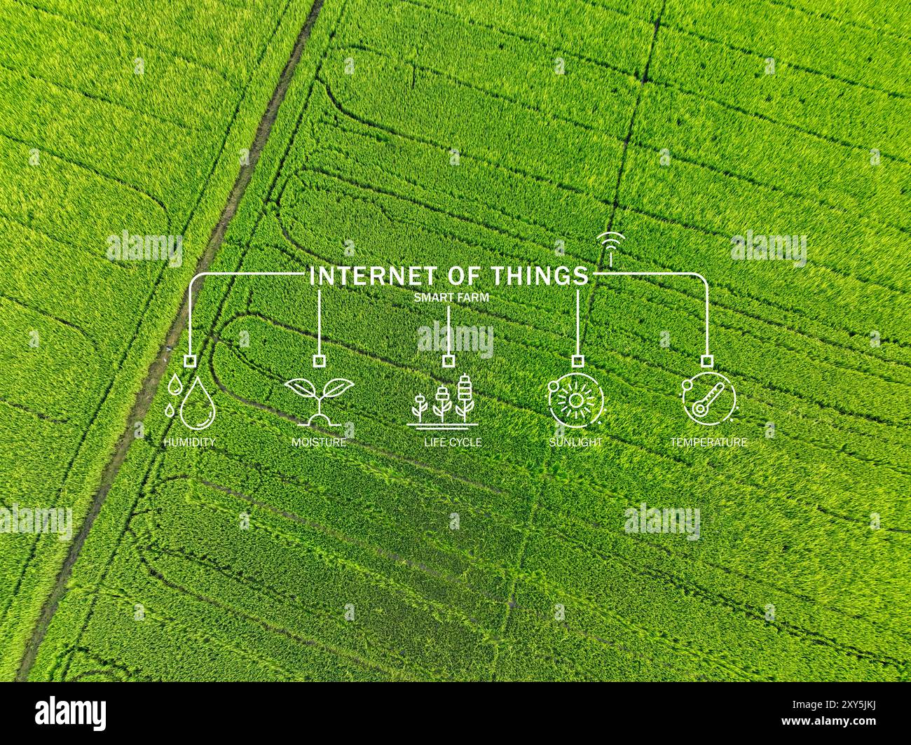 Champ de riz vert amélioré par l'Internet des objets, où des capteurs avancés mesurent la lumière du soleil, la température, l'humidité et l'humidité pour soutenir la précision Banque D'Images