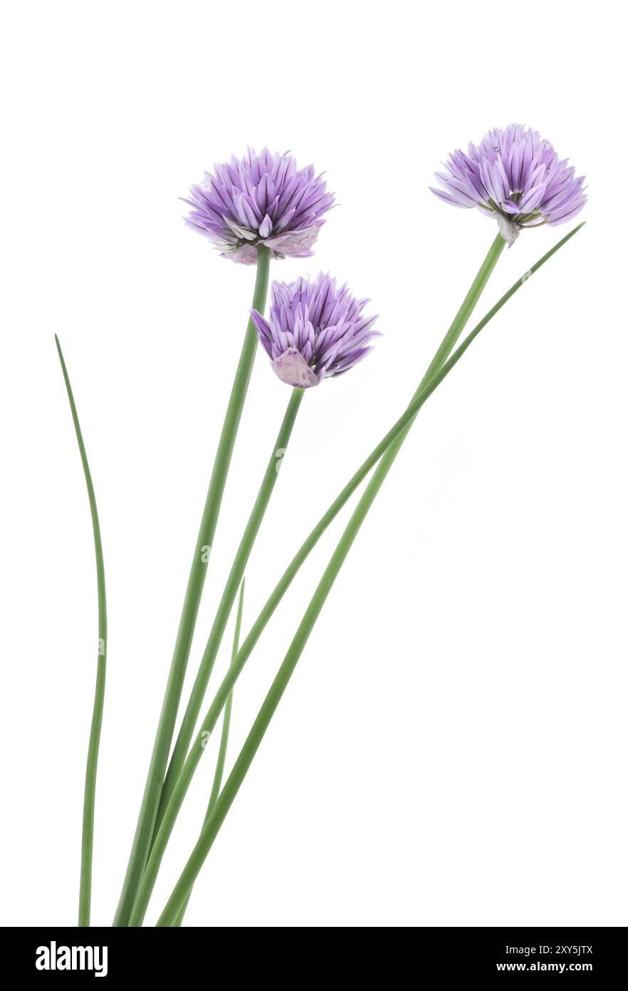 Gros plan artistique de ciboulette (Allium schoenoprasum) plante, fleurs violettes sur tiges vertes. Isolé sur blanc Banque D'Images