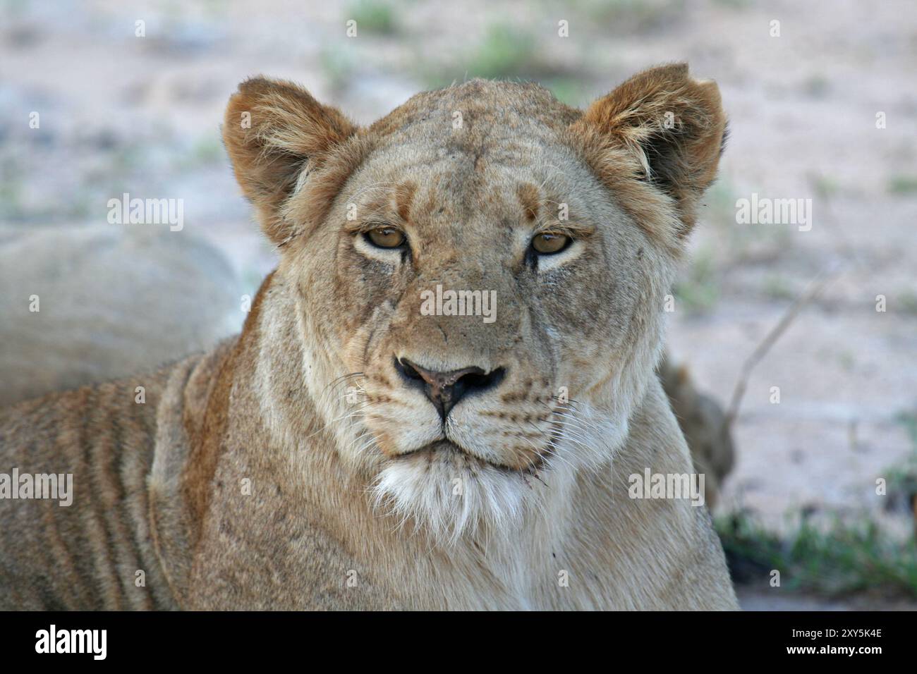 Loewin Suedafrika, Wilslife, Female Lion Afrique du Sud Banque D'Images