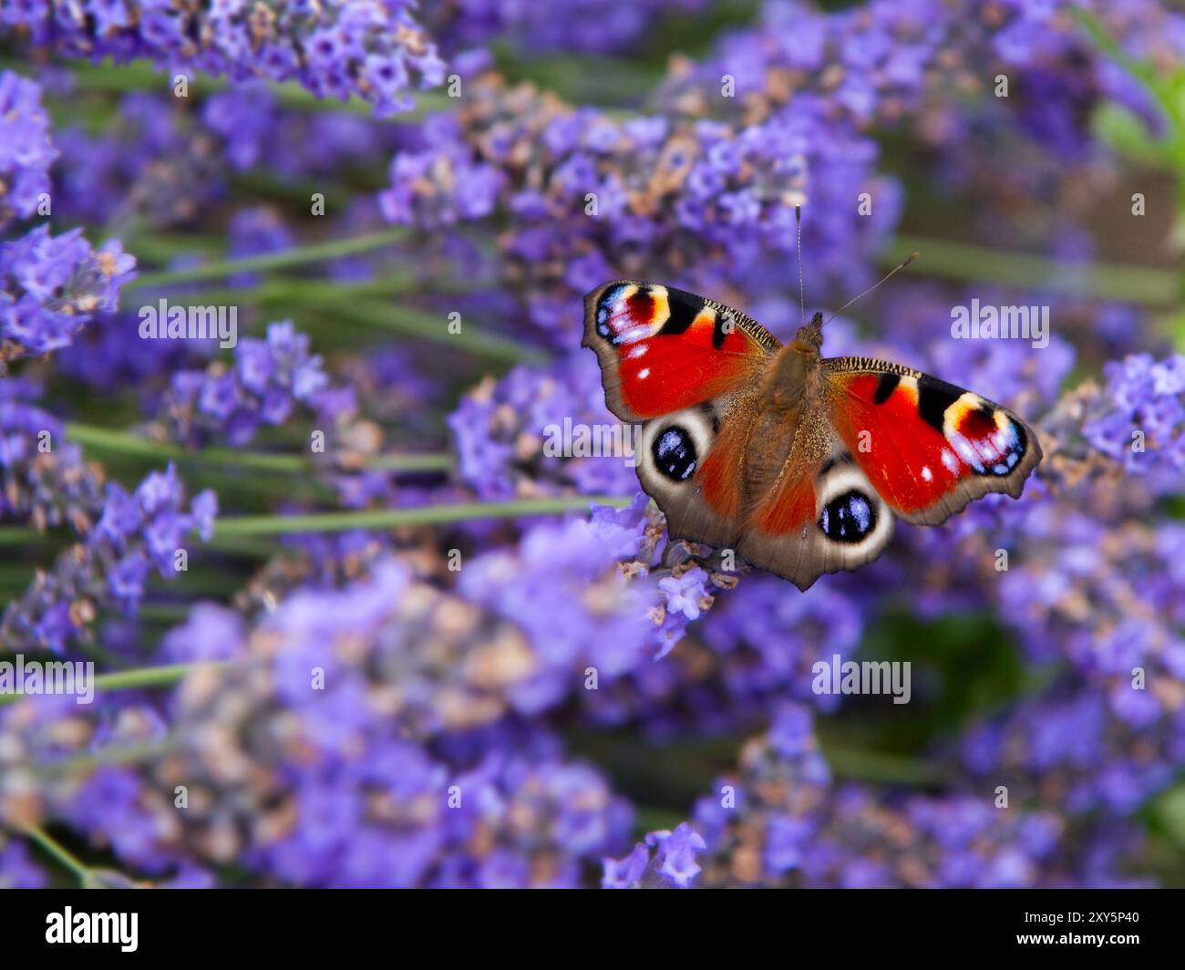 Papillon lavande paon sur quelques fleurs de lavande Banque D'Images