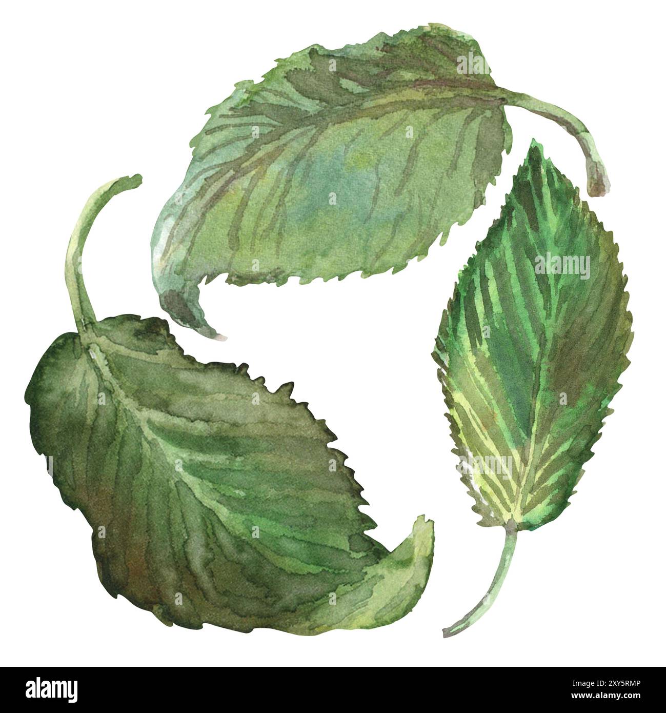 Сherry feuilles fixées à l'aquarelle dessinées à la main. Trois feuilles sont peintes en vert vif, avec des bords dentelés de différentes formes. Le feuillage est Banque D'Images