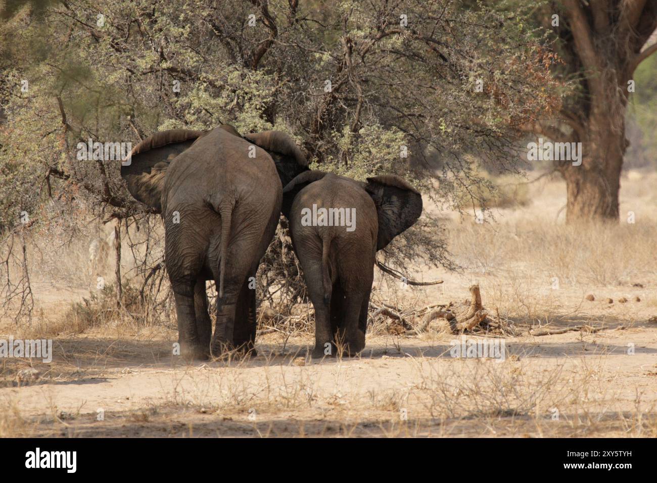 Éléphant du désert dans le lit sec de la rivière Huab, Damaraland, Namibie, ces éléphants se sont adaptés à l'extrême sécheresse de cette région. Le dese Banque D'Images