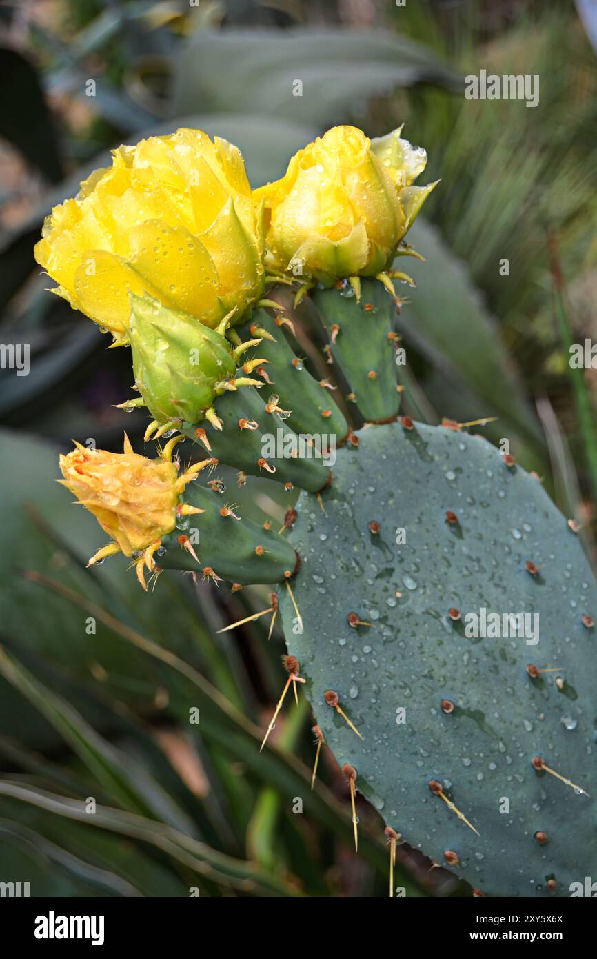 Cactus épineux avec des fleurs jaunes en été Banque D'Images
