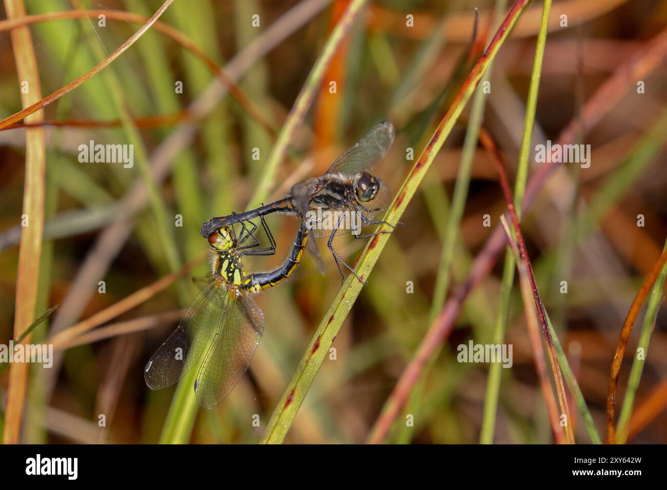 Paire d'accouplement Black Darter Dragonfly - Sympetrum danae Banque D'Images