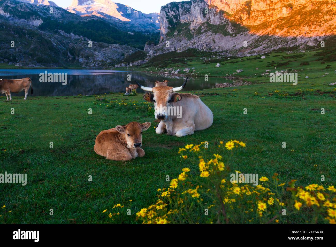 Vache de race montagneuse asturienne se trouve sur une prairie dans un parc national à l'aube Banque D'Images