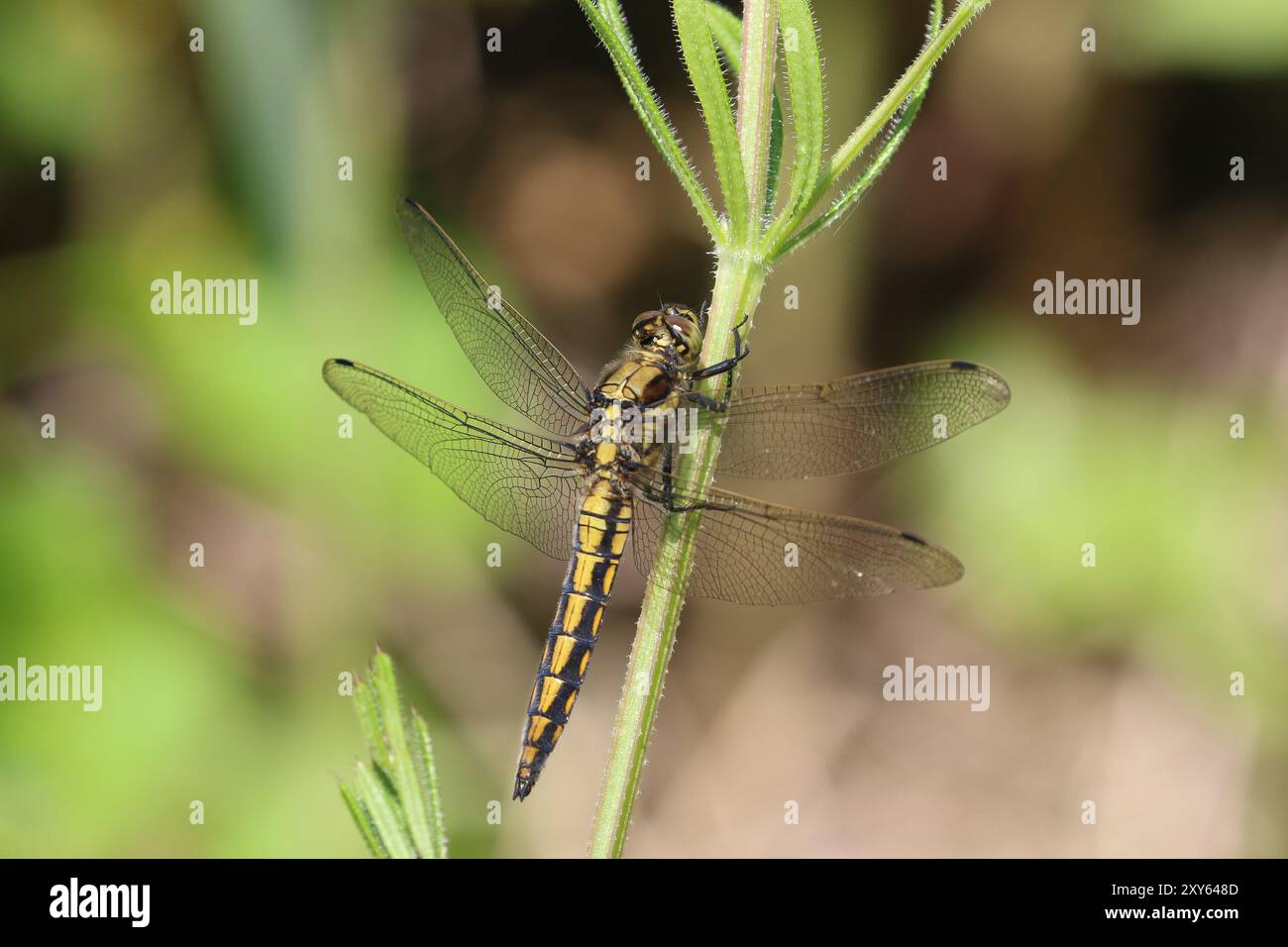 Skimmer à queue noire libellule mâle immature - Orthetrum cancellatum Banque D'Images