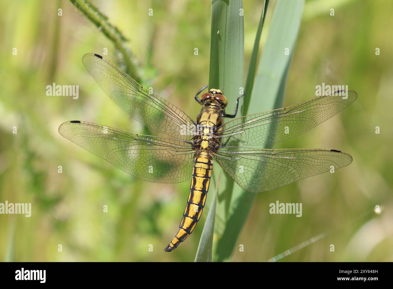 Skimmer à queue noire libellule mâle immature - Orthetrum cancellatum Banque D'Images