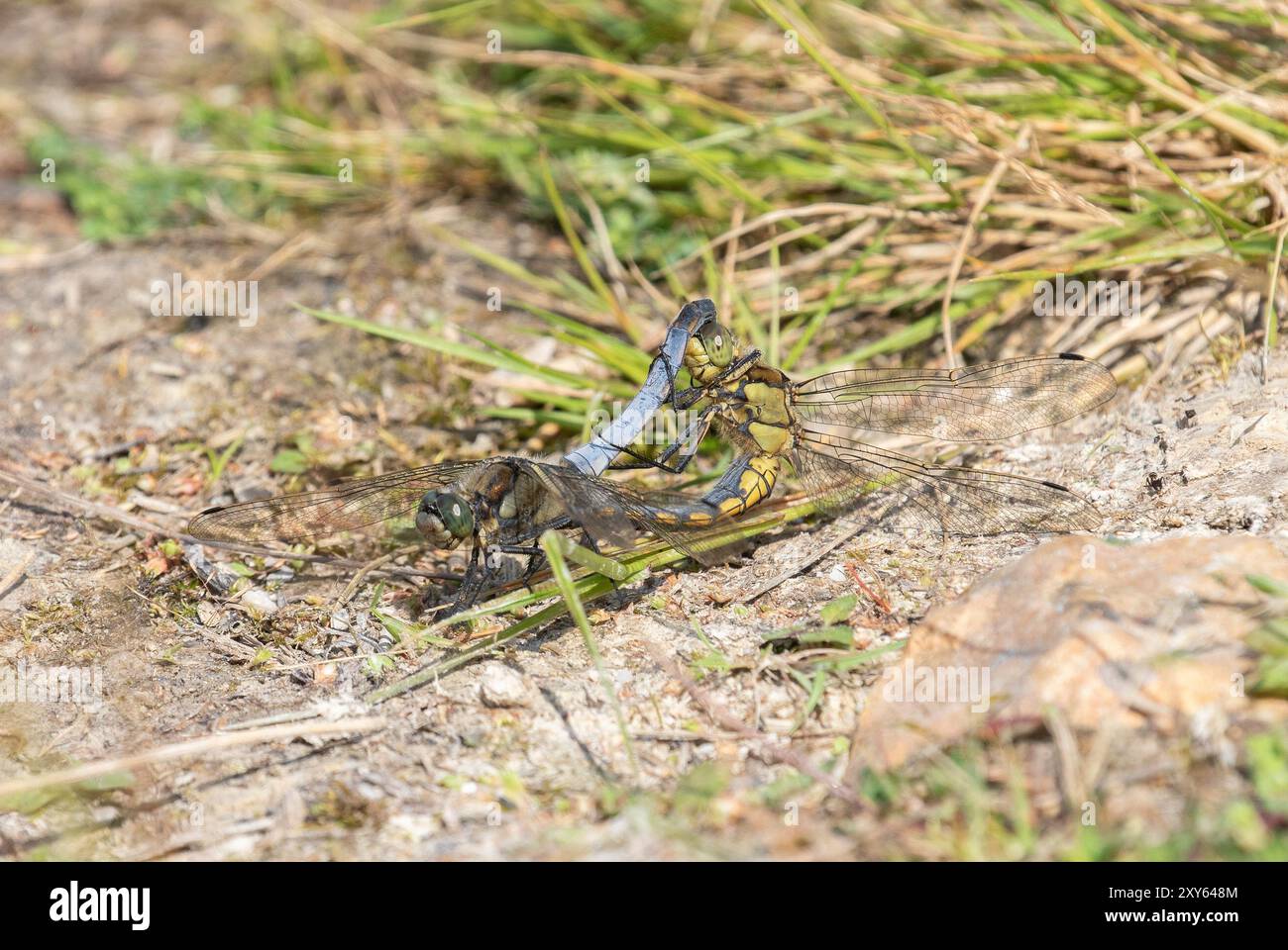 Accouplement de paires Skimmer Dragonfly à queue noire - Orthetrum cancellatum, Dorset, Royaume-Uni Banque D'Images