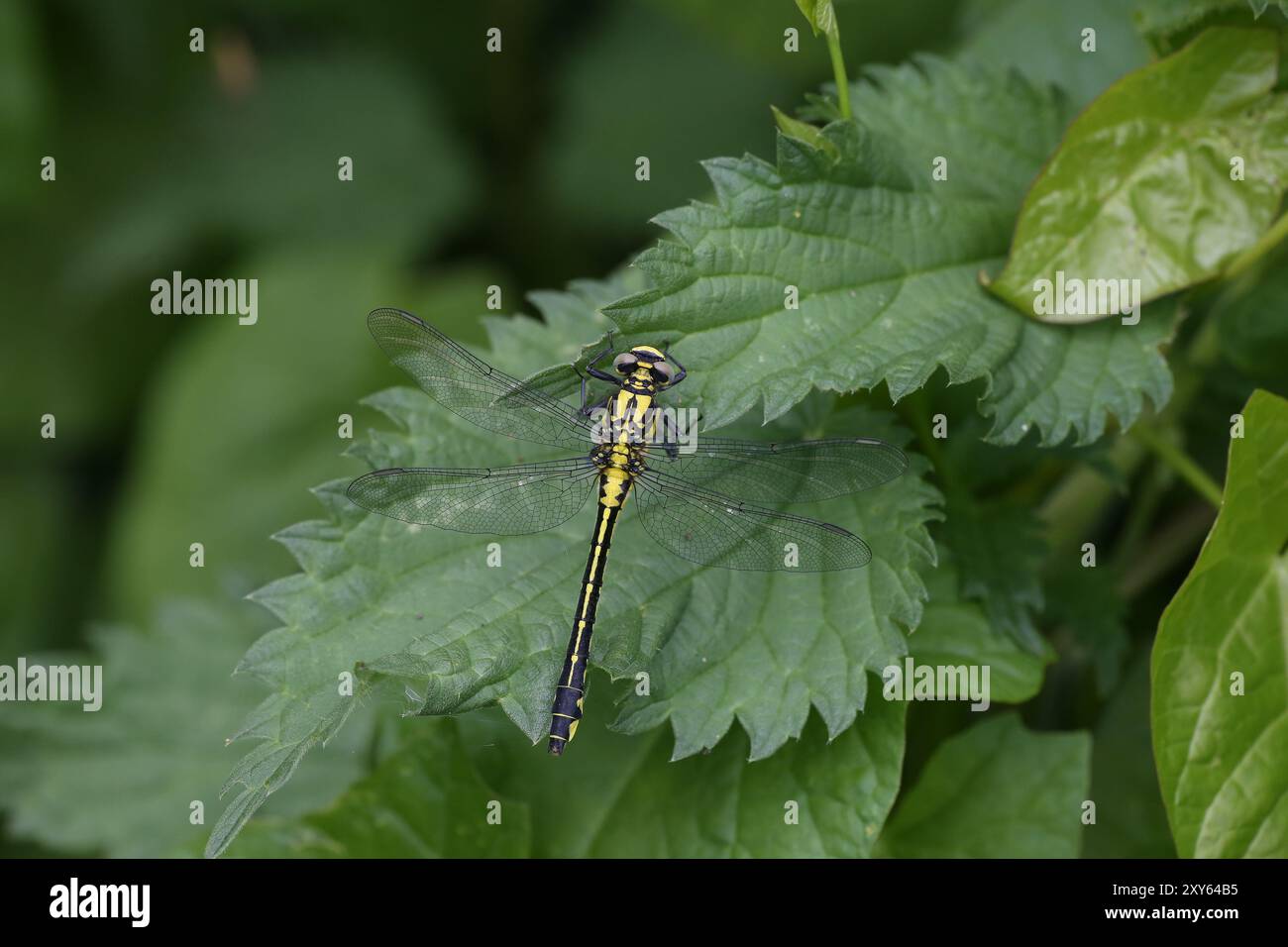 Femelle de libellule commune ou femelle de libellule à queue de club - Gomphus vulgatissimus, Worcestershire, Royaume-Uni Banque D'Images